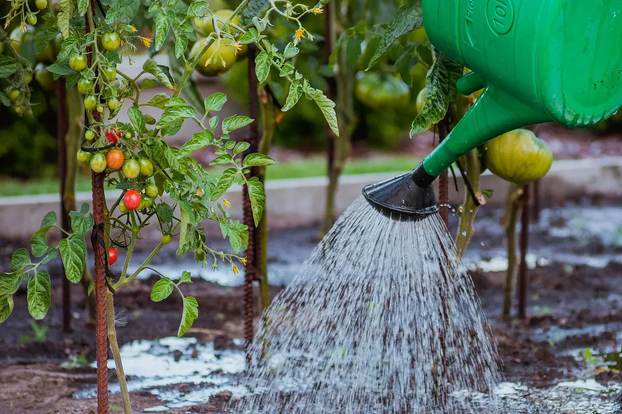 the cultivation of, vegetables, tamato