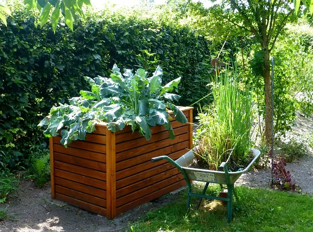 garden, raised bed, cabbage